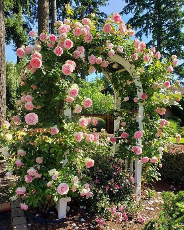 Очаровательные садовые арки с розами &#127802;