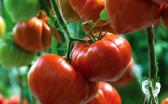 Как правильно высадить помидоры в грунт: агроном показывает секреты для получения большого урожая