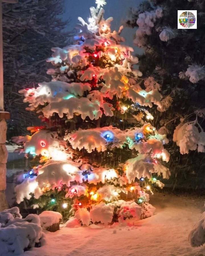 Ёлочка во дворе дома &#127876; Оцените красотку &#10084;️