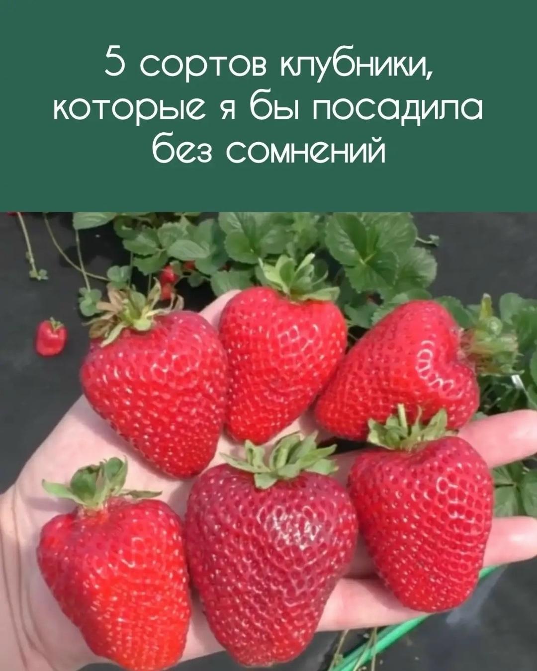 ▌ 5 сортов клубники, которые я бы посадила без сомнений