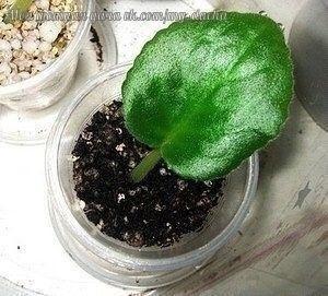 РАСПРОСТРАНЕННЫЕ ОШИБКИ ПРИ РАЗМНОЖЕНИИ ФИАЛКИ ЛИСТОМ