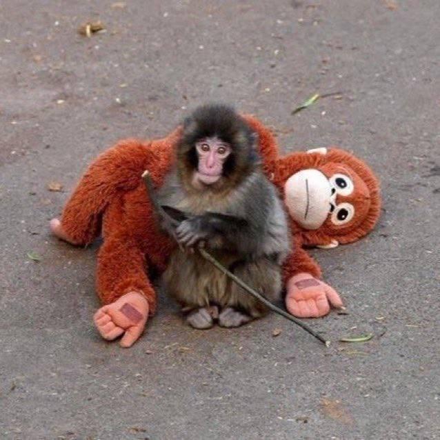 Историю маленькой макаки по имени Панч из Японии, тронувшую интернет, рассказывают с большой нежностью ❤️