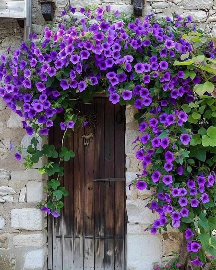 Украшаем фасад вьющимися цветами &#127800;&#128144;&#127802;