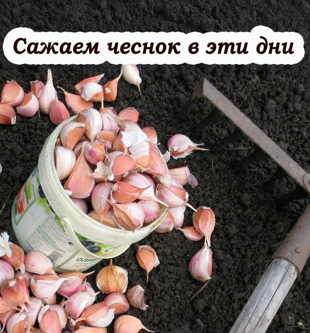 Посадка озимого чеснока осенью – залог крепких зубков и богатого урожая летом. Главное – выбрать правильные сроки, чтобы чеснок успел укорениться, но не пророс до морозов.