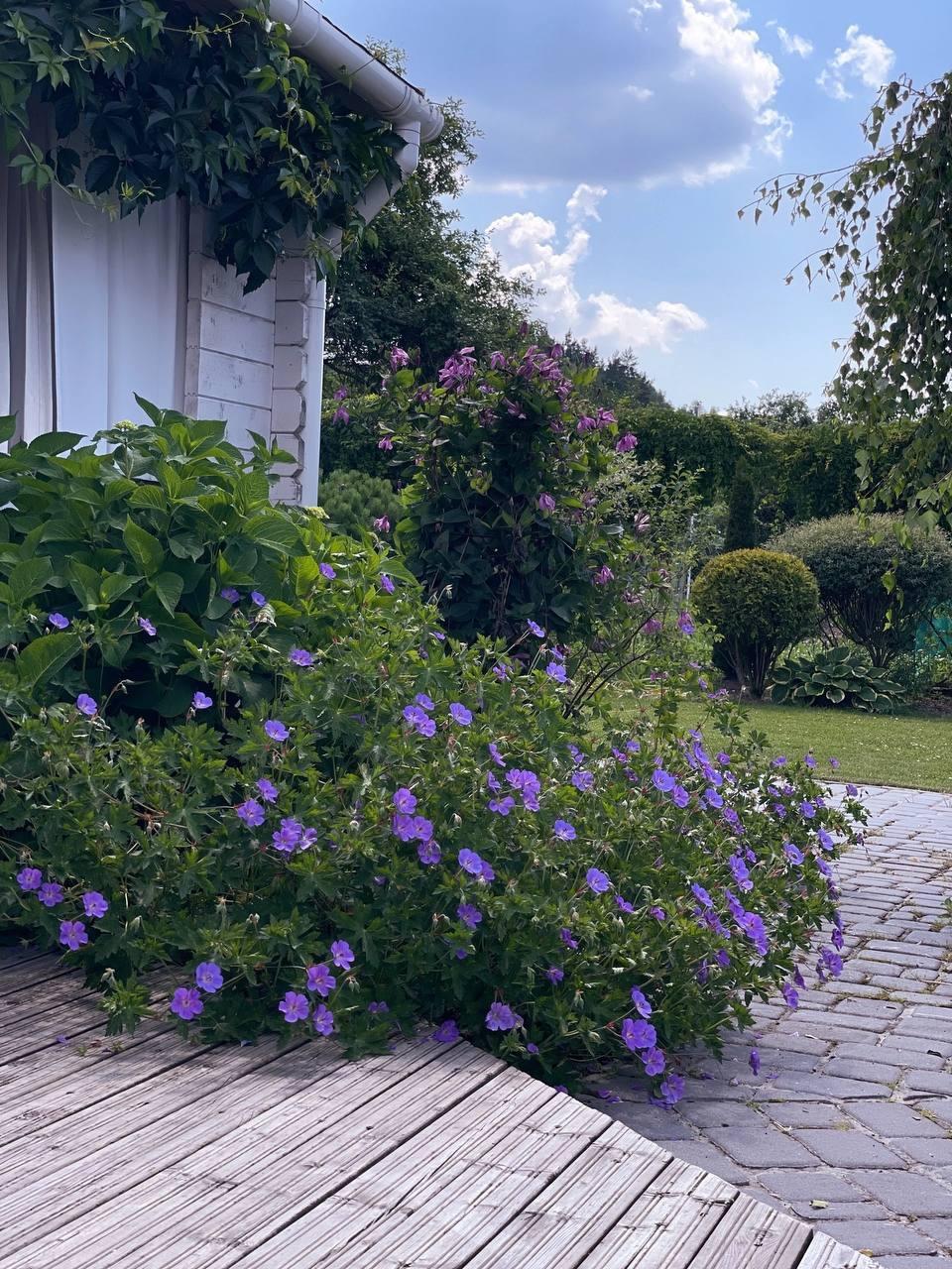 Лучший сорт герани для любого климата - это “Rozanne” - уникальный гибрид, которому знающие толк в садах англичане «Многолетник столетия»