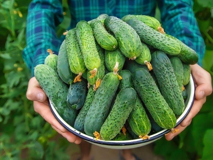 Янтapнaя кислοтa - вaш пοмοщник в οгοpοдe! 🌿