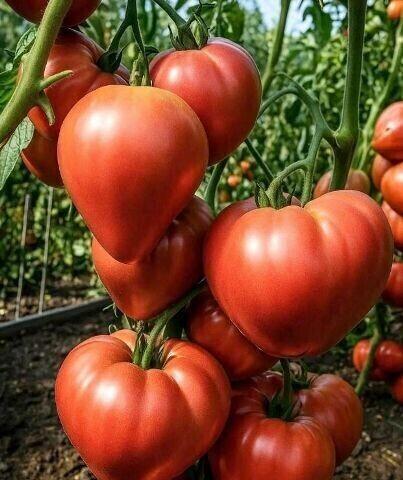 ТОМАТЫ ДЛЯ ЛЕНИВЫХ🍅