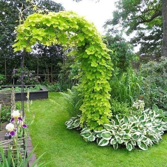 Красивые садовые идеи для вдохновения &#128525;