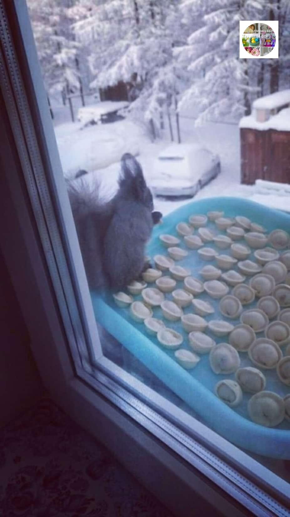 Когда решил спрятать пельмешки от кота