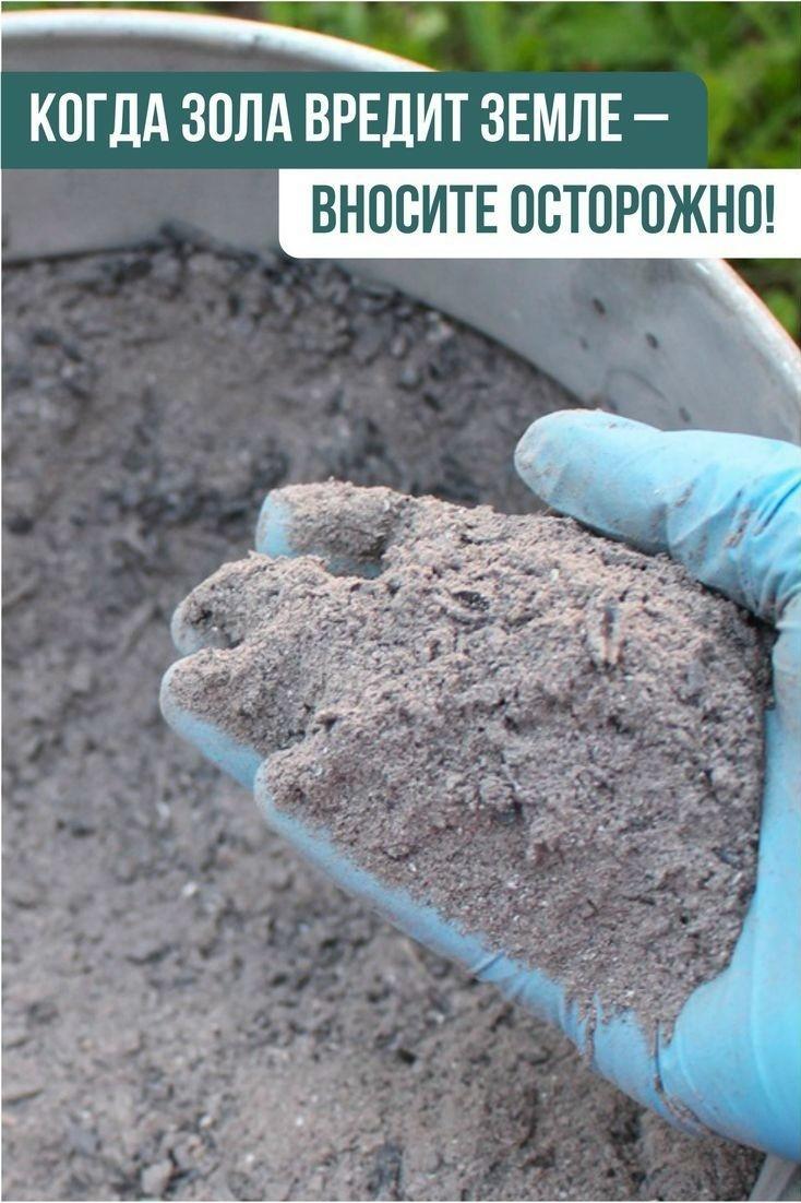РАСТЕНИЯ, КОТОРЫЕ НЕ ЛЮБЯТ ЗОЛУ 🌿🚫