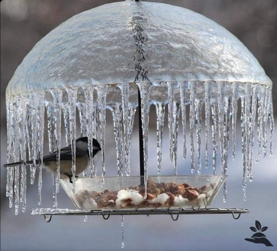 Природа - лучший творец красоты