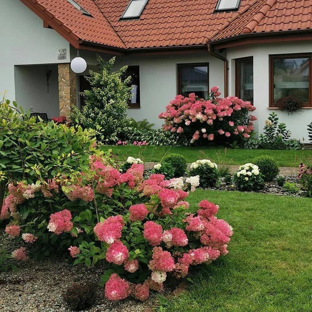 Гортензия Ванилла Фрейз в  ландшафтном дизайне ❤