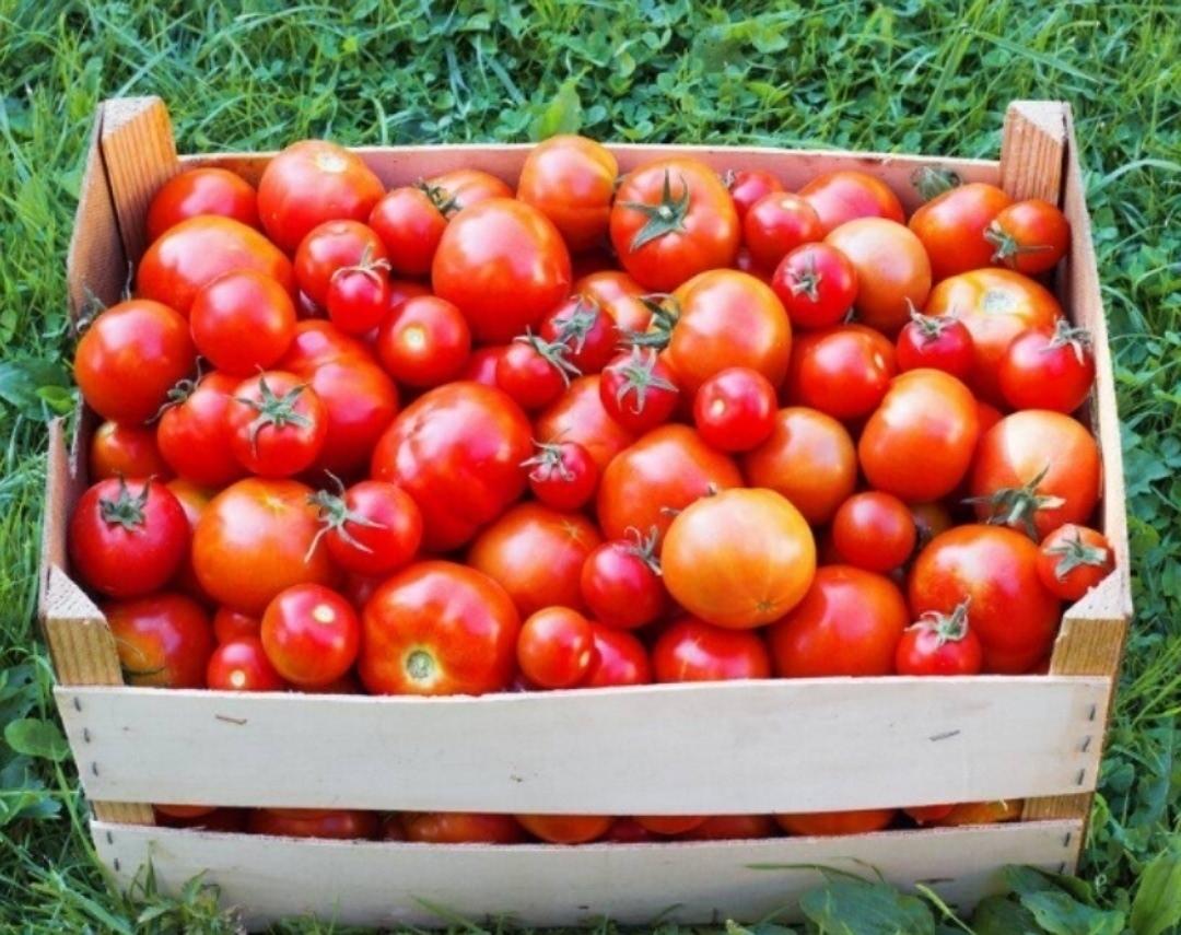 🍅 Haшaтыpный cпиpт для хopoшeгo уpoжaя