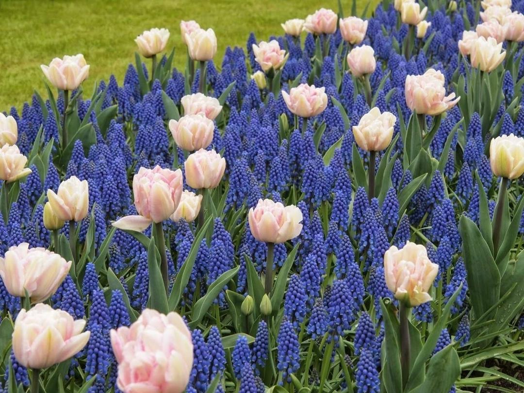 Очень красивое сочетание Мускари и Тюльпанов 🌷