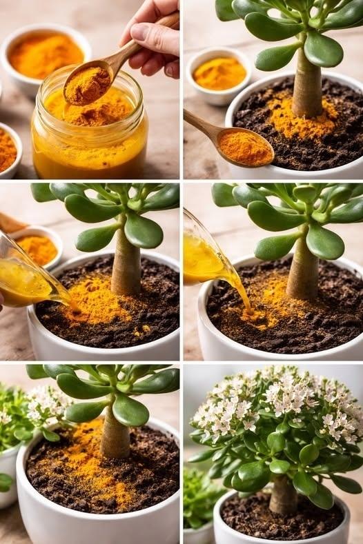 Денежное дерево, всего одной ложкой этого ингредиента оно зацветет замечательно👇👇👇