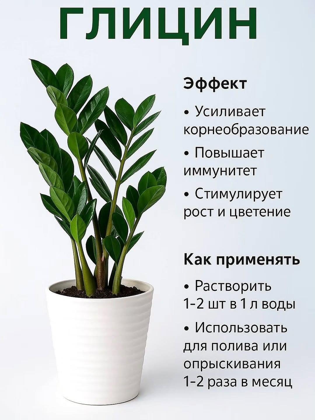 &#128154; Секреты здоровых комнатных растений &#128154;