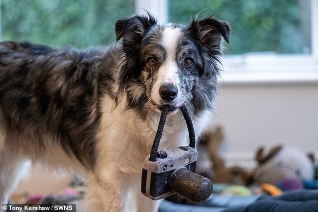 ГЕНИЙ С ХВОСТОМ: В Великобритании обнаружили собаку с невероятным IQ! 🐕