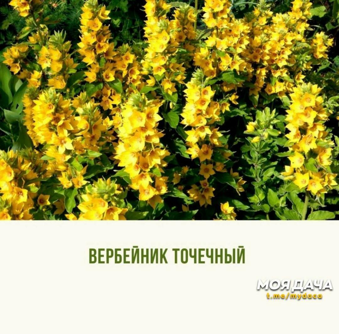 Жёлтый цветник 💛