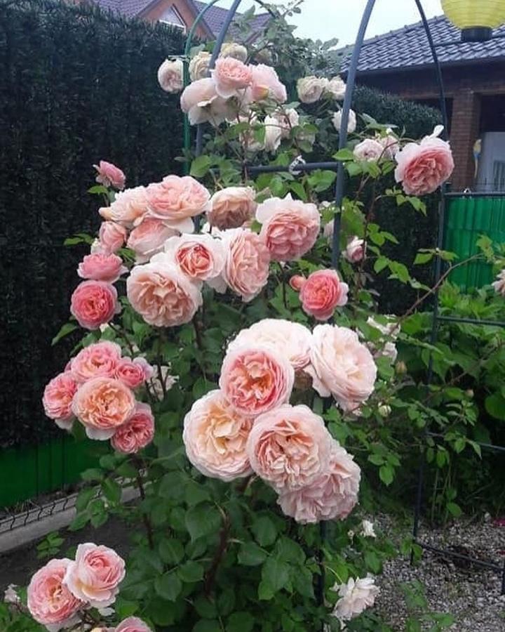 Плетистые розы - идеи оформления садового участка &#127801;