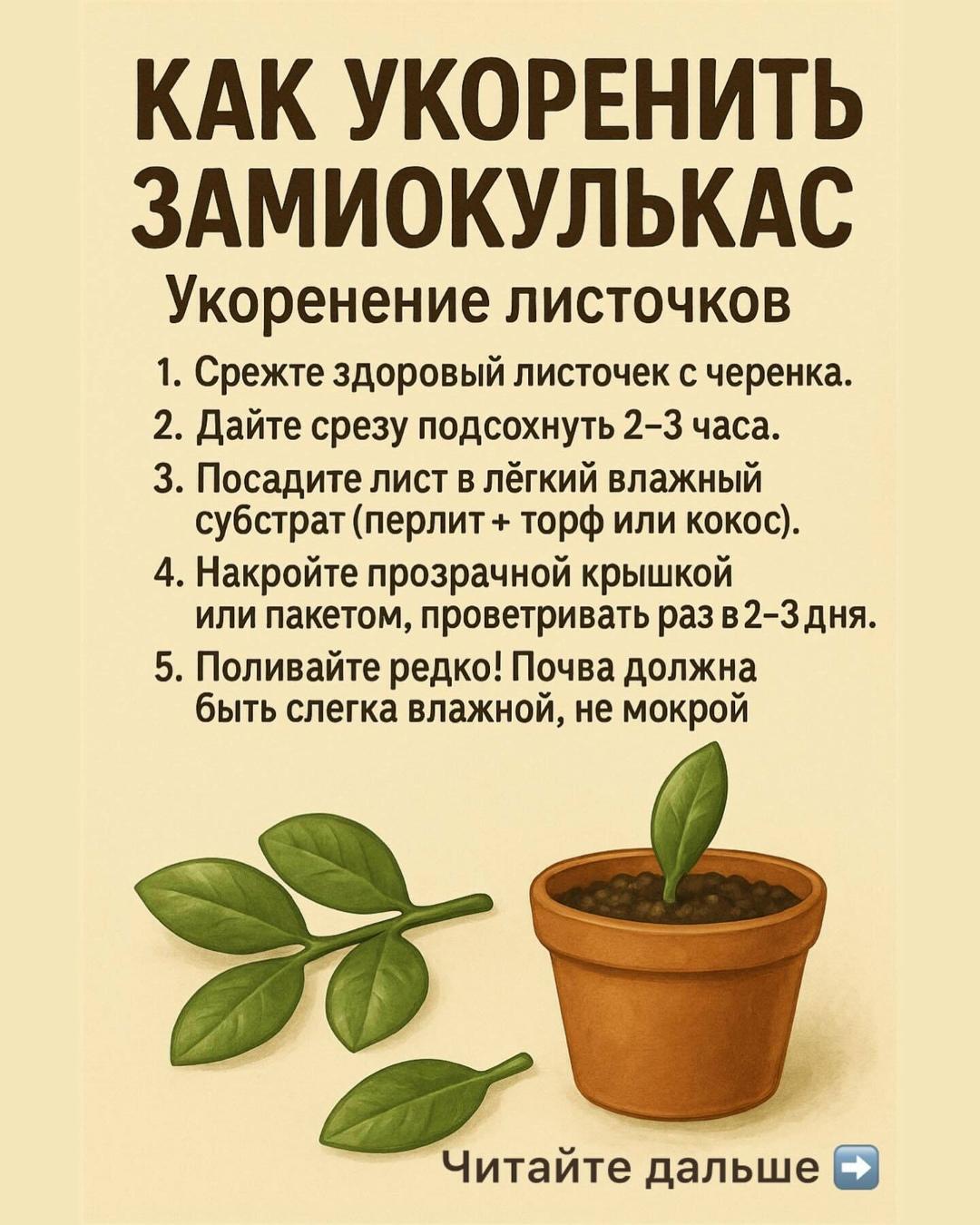Хочется, чтобы замиокулькас быстрее укоренился и дал новые, яркие листья?