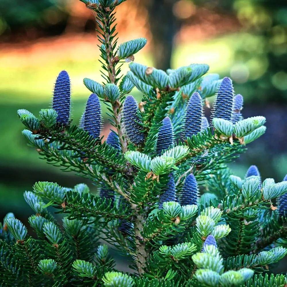 Такая вот красотка Пихта корейская…