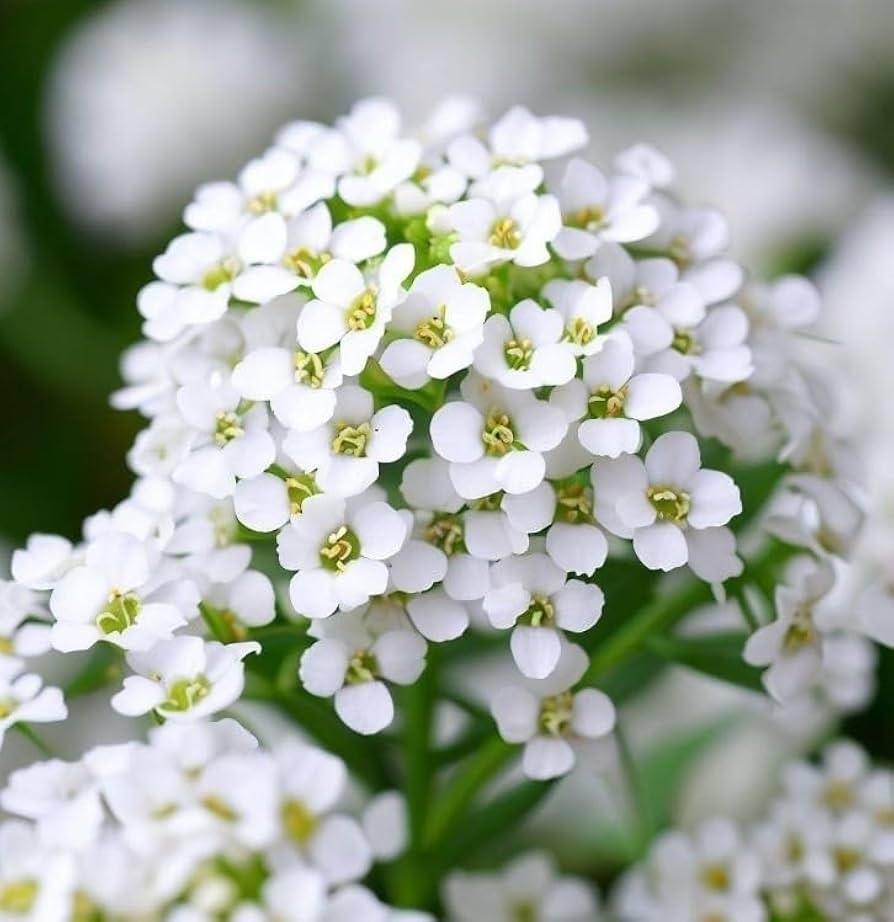 Сажаю на даче всего один цветок, а аромат стоит на весь поселок! 🌸✨
