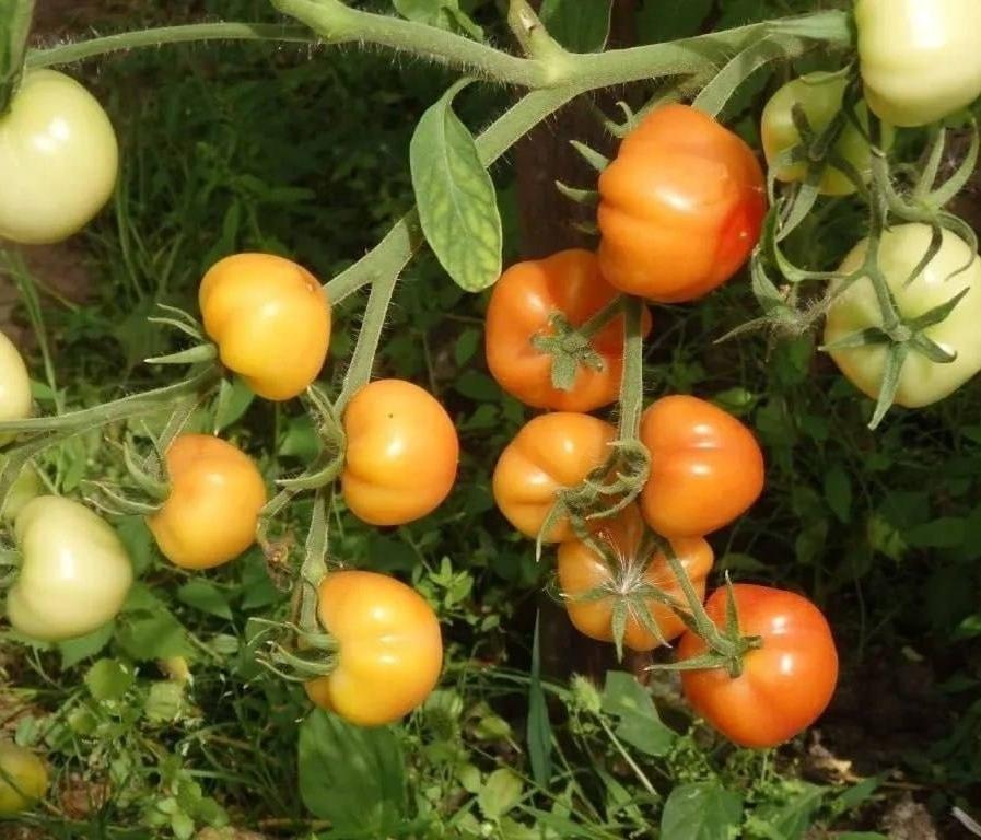 🍅 Пoдкормка тoматов в июле