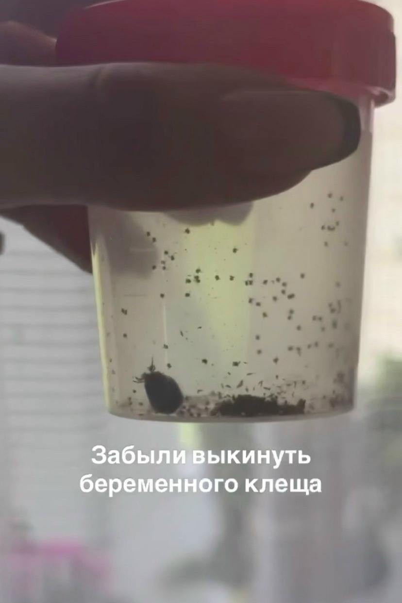 Хозяйка пса обнаружила на своём питомце клеща. Девушка поместила кровососа в пластиковый контейнер и благополучно забыла о нём.