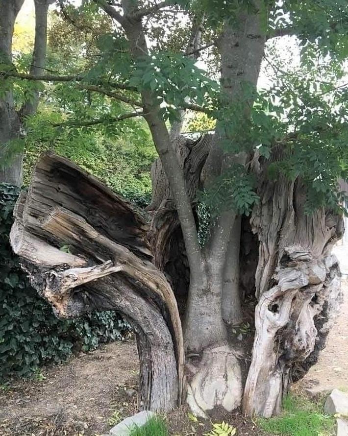 Дepeвo нaчaвшee нoвyю жизнь