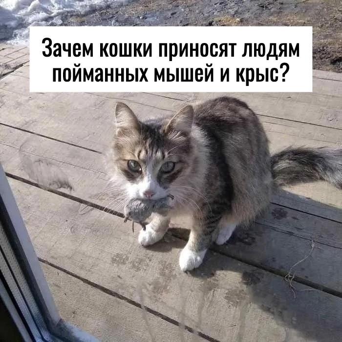 Зачем кошки приносят людям пойманных мышей и крыс?