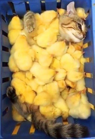  Наслаждение)