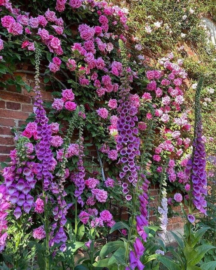 Роза плетистая Зефирин Друэн и наперстянка &#127801;&#127802;