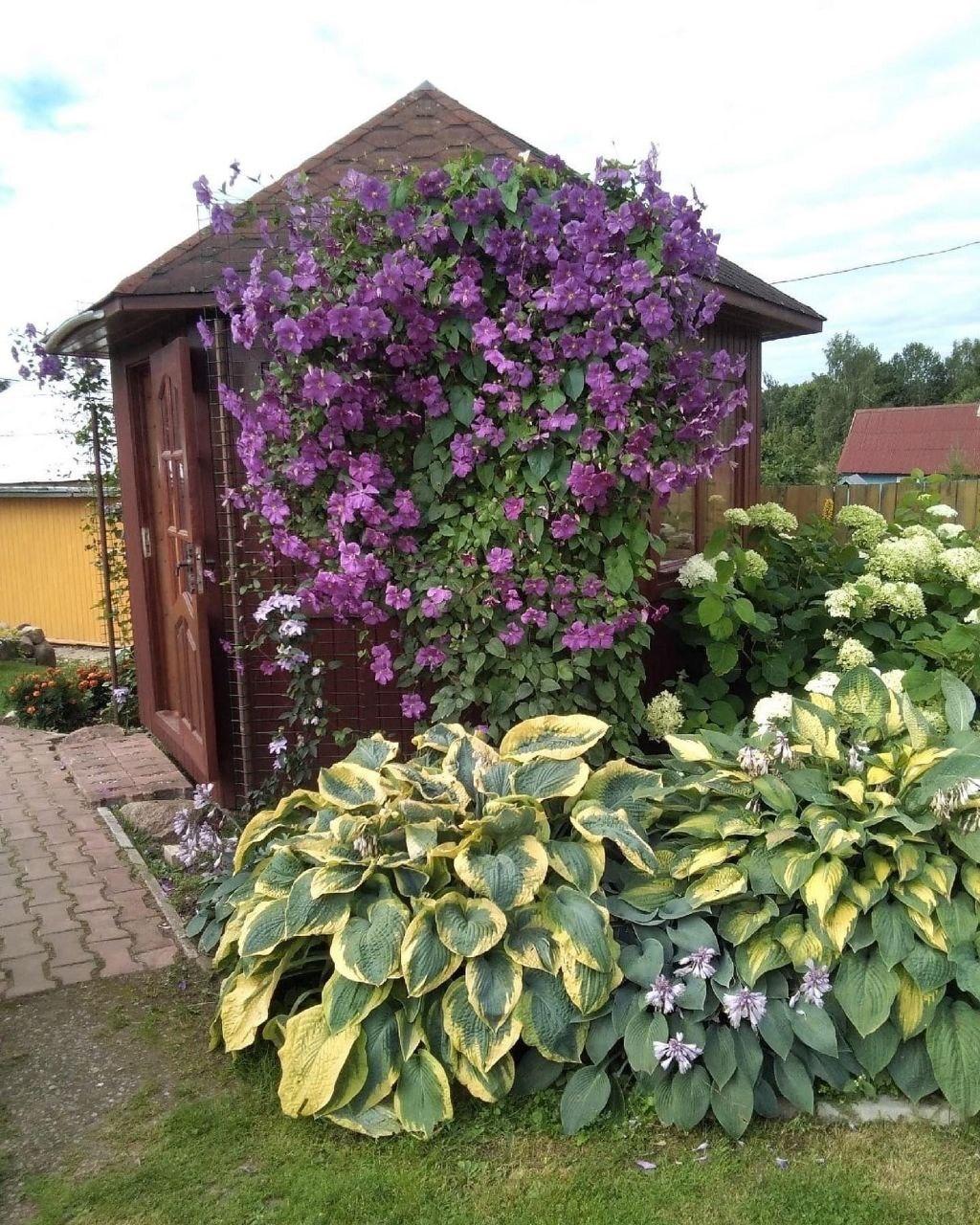 Шикарное сочетание хост и клематиса &#128525;