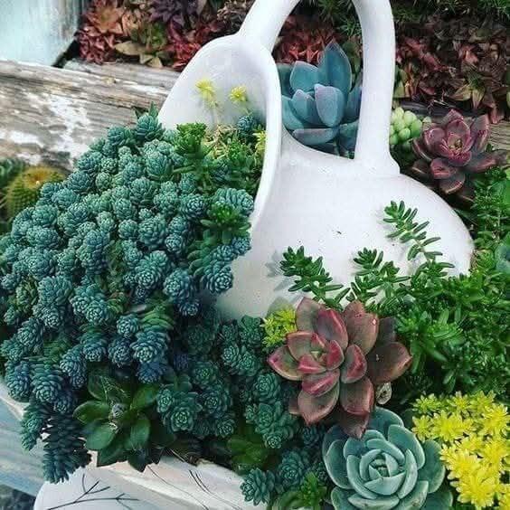 Суккуленты в саду 🌵