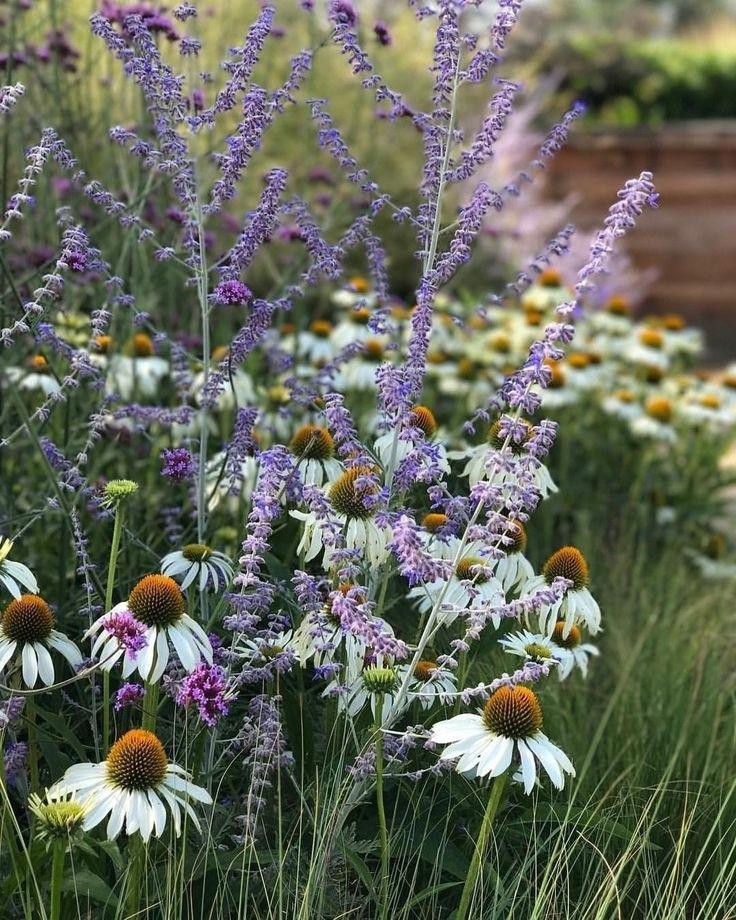 Эхинацея+Перовския=идеальное сочетание👌