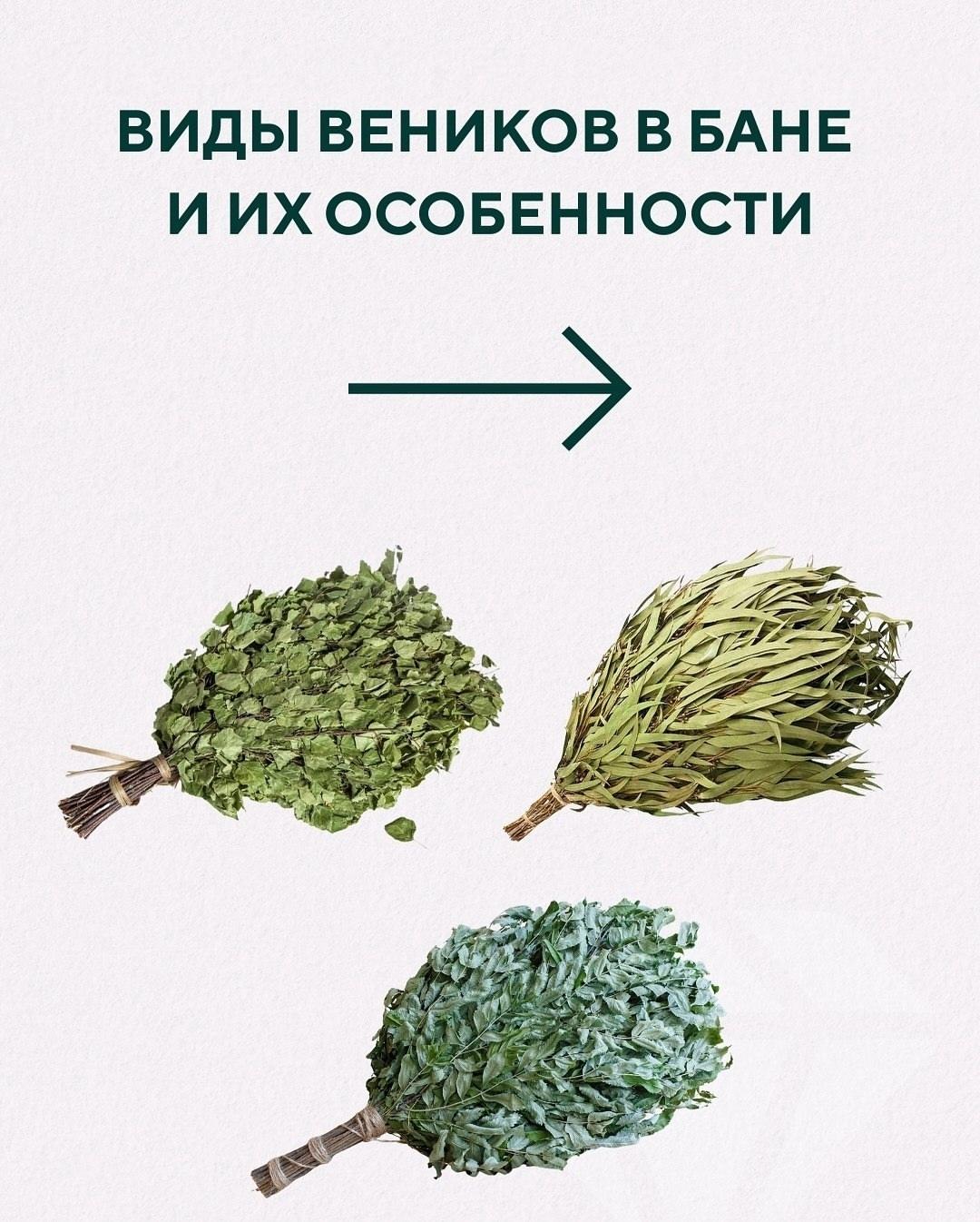 Bиды веников и их особенности &#127807;