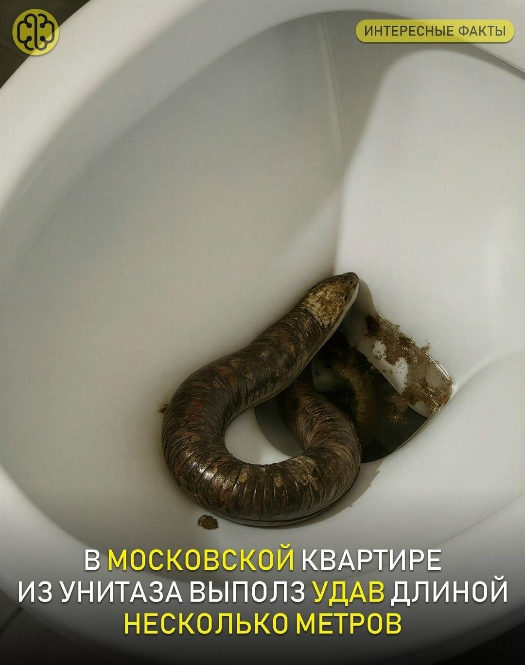 Утро для жительницы Москвы началось с настоящего шока. Зайдя в туалет, где шел ремонт, женщина заметила под слоем монтажной пены что-то странное, а спустя секунды поняла — перед ней извивается живой удав.