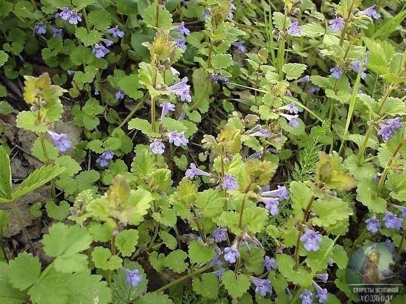 Она растёт в каждом саду и называется ведьмина трава