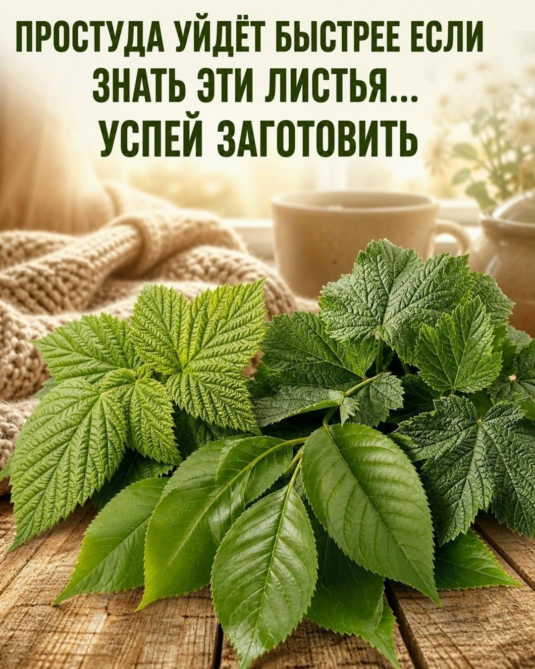 Мало кто знает, но обычные листья с дачи могут заметно облегчить состояние при простуде🍃