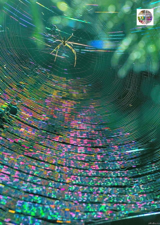 Радужная паутина &#127752;️