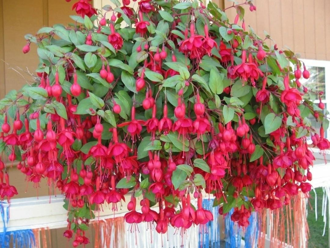 Красавица фуксия!!!