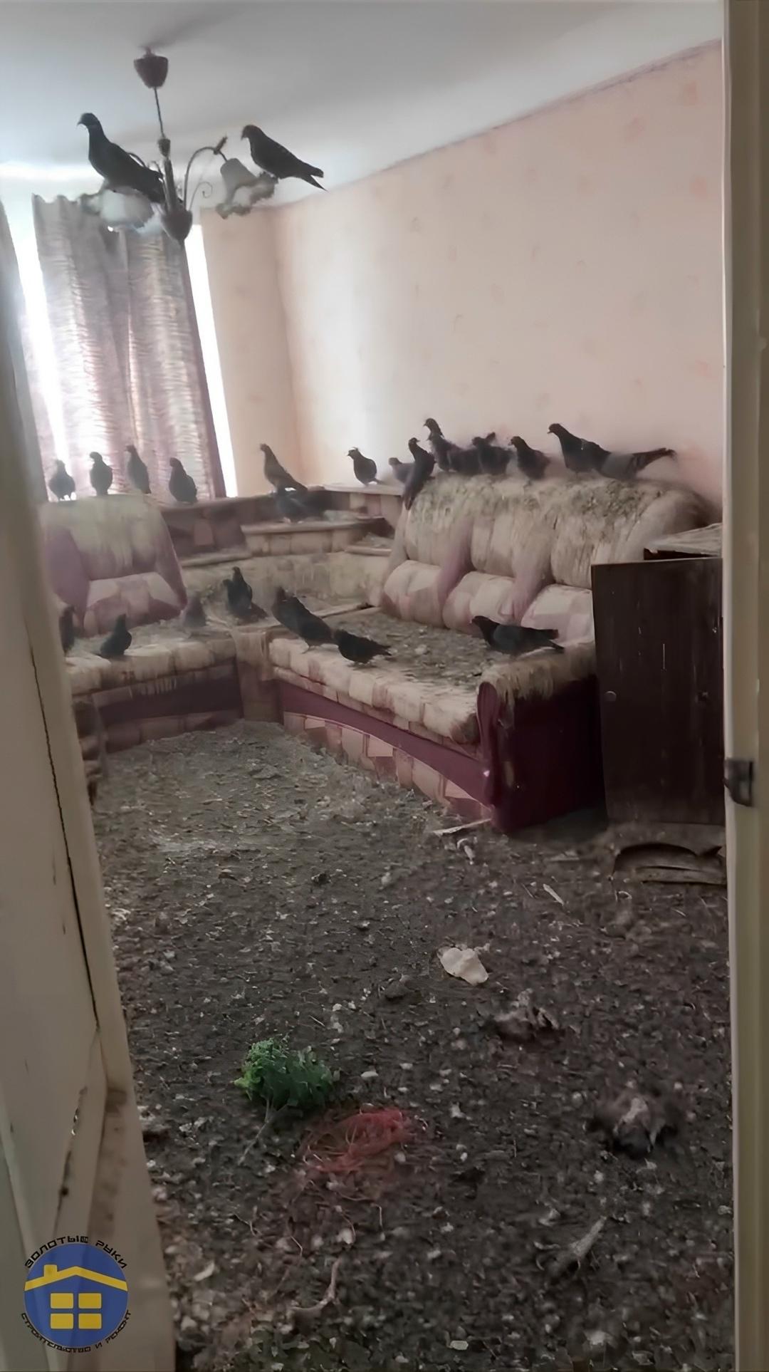 Три года не бывал в своей квартире в Воркуте. Вернувшись, обнаружил, что дом оккупировали голуби. Причина оказалась банальной: оставил открытой форточку.