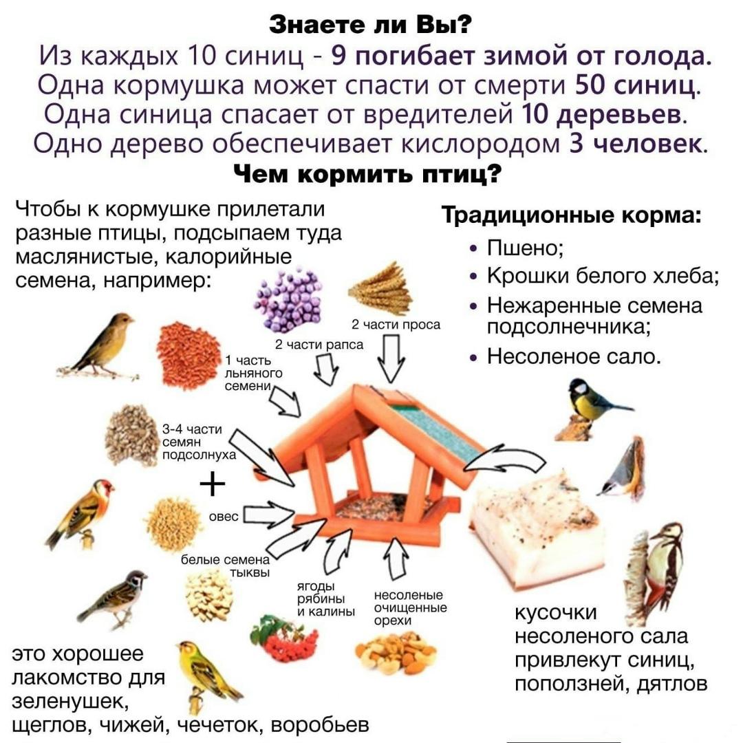 Как вариант, для кормления птиц можно использовать готовые зерновые смеси, которые продаются в зоомагазинах