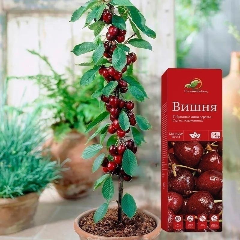 Выращивайте черешню прямо в квартире
