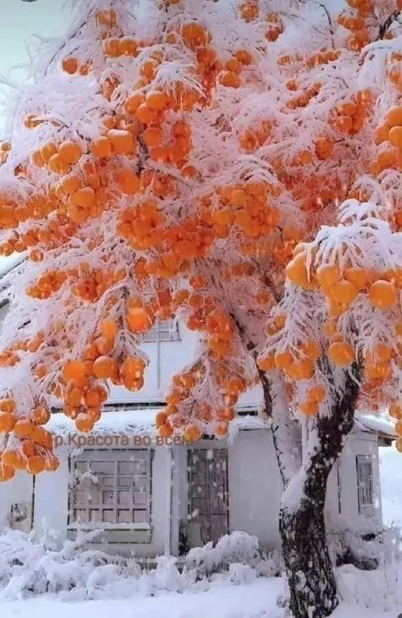 Хурма в снегу 🍑🍑🍑❄