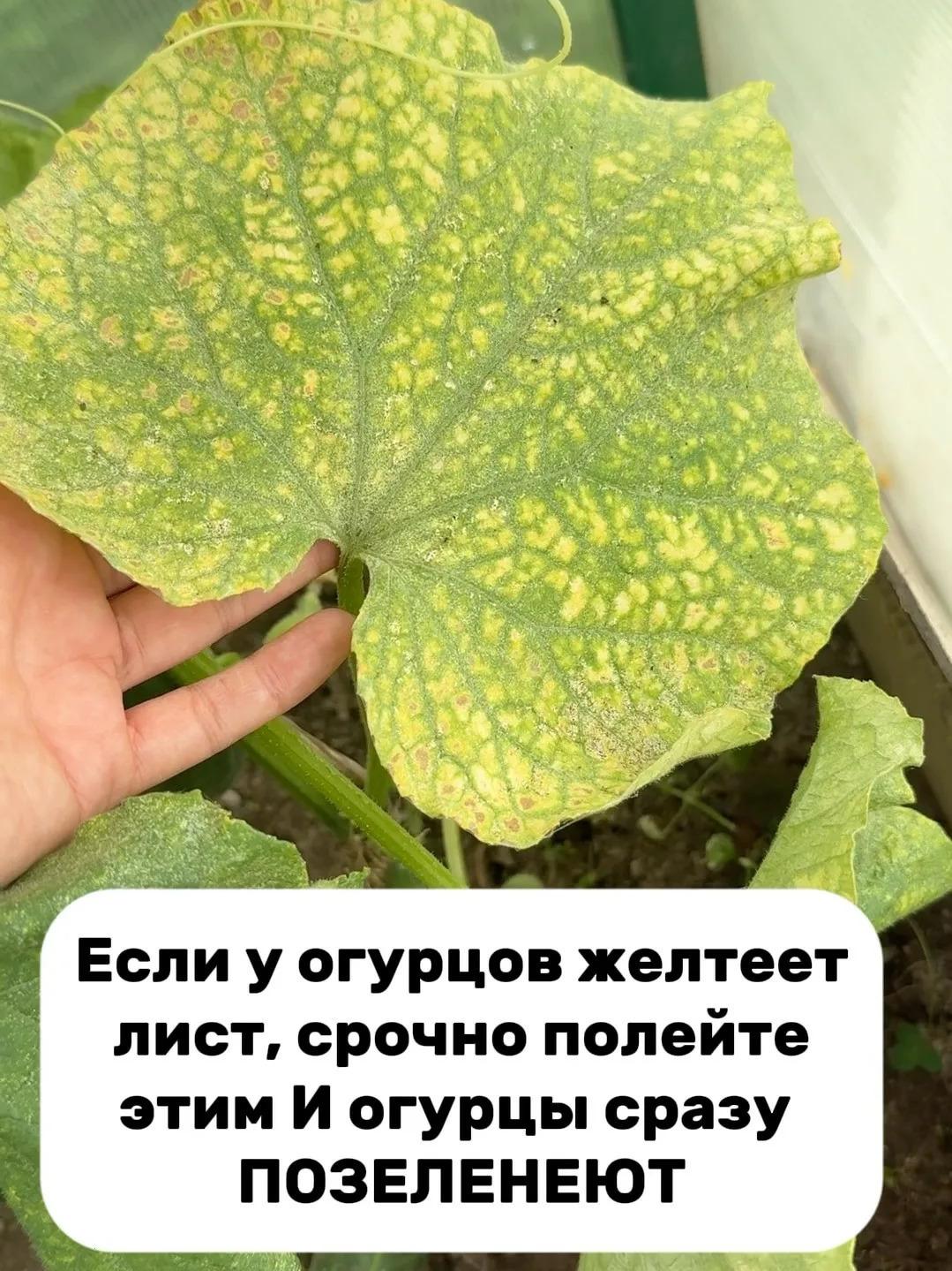 ШПАРГАЛКА ДЛЯ ОГУРЦОВ: ЧЕМ ПОДКОРМИТЬ, ЧТОБЫ ЛИСТЬЯ НЕ ЖЕЛТЕЛИ