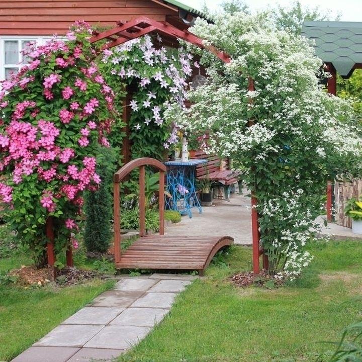 Клематисы двух видов на одной арке