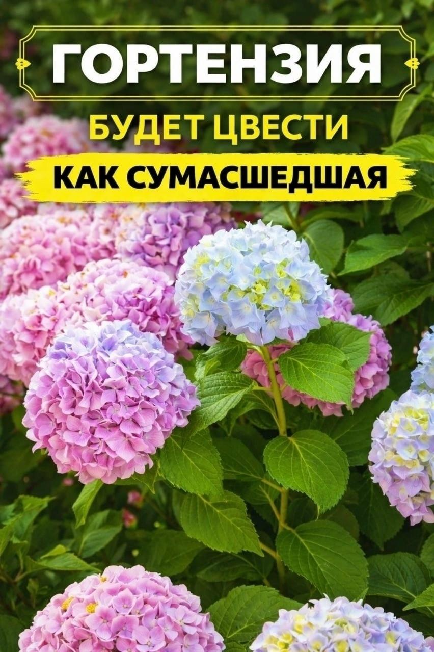 ГОРТЕНЗИЯ БУДЕТ ЦВЕСТИ ШИКАРНО ЕСЛИ КОРМИТЬ ТАК