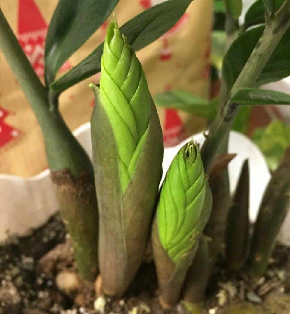 Всего три главных правила, и ваш замиокулькас будет выпускать новую веточку каждый месяц, а то и не одну!