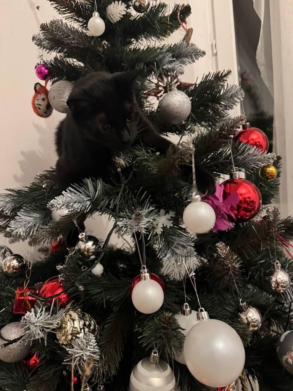 До Нового года осталось немного